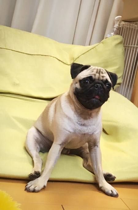パグ座りのマヨくん