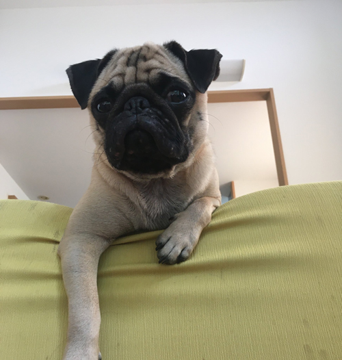 ソファの上からダイブ直前のマヨくん