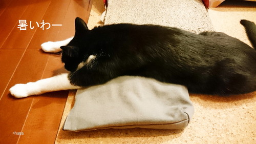 のびちゃう米子さん