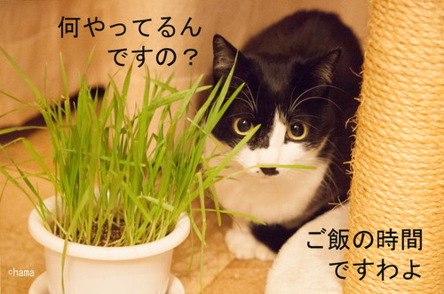 ご飯の時間ですわよ