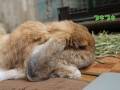 ナデられたいけど牧草を食べたいウサギさんは……　とっても賢いアイデアで飼い主を驚かせる姿がかわいい
