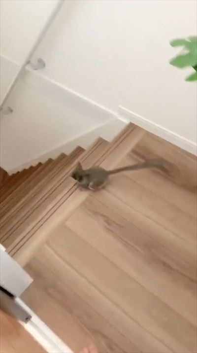 階段おりるサル