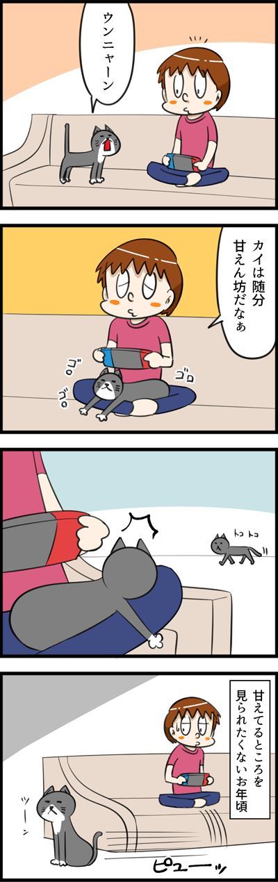 猫