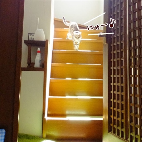 柴犬ひかりといちごと猫ミルキーときらら