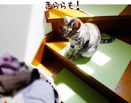 柴犬ひかりといちごと猫ミルキーときらら