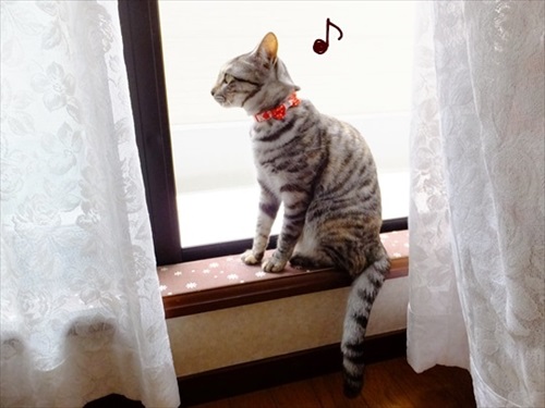 柴犬ひかりといちごと猫ミルキーときらら