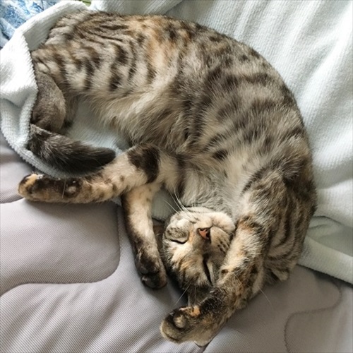 柴犬ひかりといちごと猫ミルキーときらら