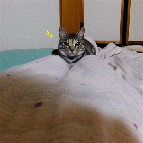 柴犬ひかりといちごと猫ミルキーときらら