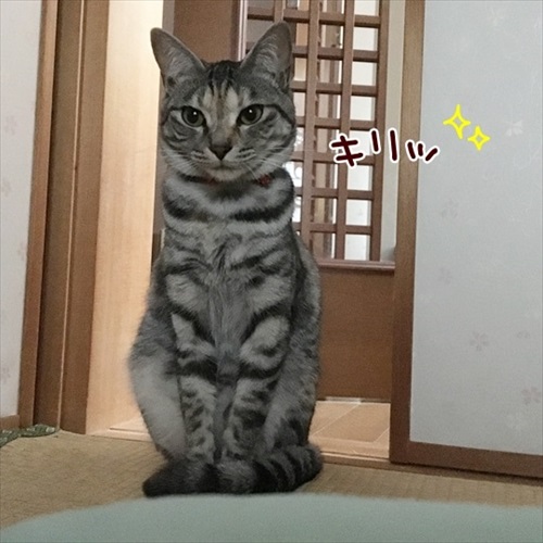 柴犬ひかりといちごと猫ミルキーときらら
