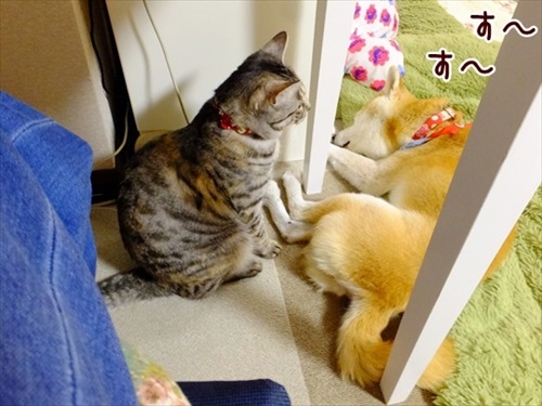 柴犬ひかりといちごと猫ミルキーときらら