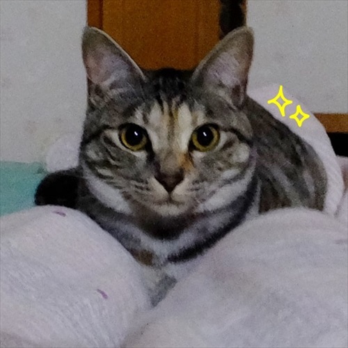 柴犬ひかりといちごと猫ミルキーときらら