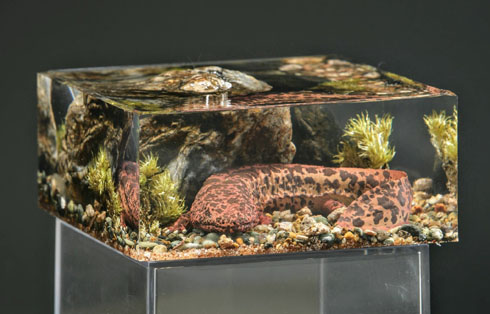 サンショウウオ