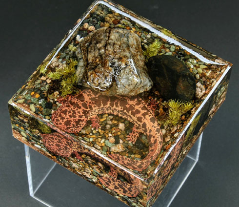 サンショウウオ