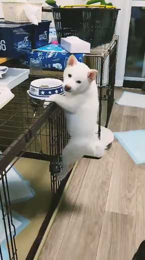 白柴犬 子犬 食欲旺盛 身体能力 登る やんちゃ 器用 筋トレ ご飯