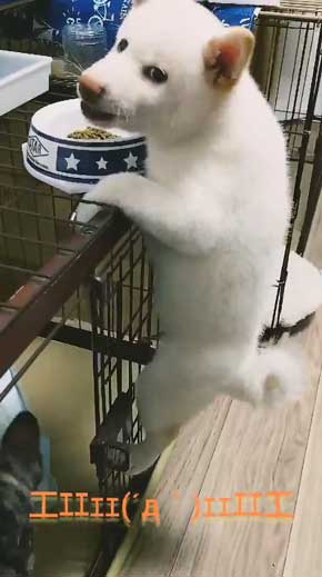 白柴犬 子犬 食欲旺盛 身体能力 登る やんちゃ 器用 筋トレ ご飯