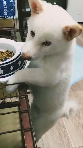 白柴犬 子犬 食欲旺盛 身体能力 登る やんちゃ 器用 筋トレ ご飯