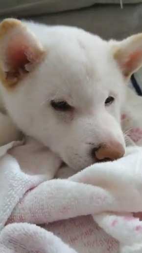 白柴犬 子犬 食欲旺盛 身体能力 登る やんちゃ 器用 筋トレ ご飯