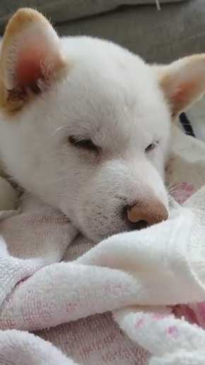 白柴犬 子犬 食欲旺盛 身体能力 登る やんちゃ 器用 筋トレ ご飯