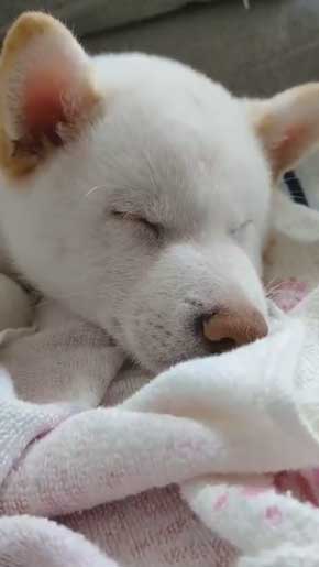 白柴犬 子犬 食欲旺盛 身体能力 登る やんちゃ 器用 筋トレ ご飯