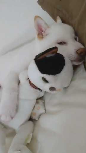 白柴犬 子犬 食欲旺盛 身体能力 登る やんちゃ 器用 筋トレ ご飯