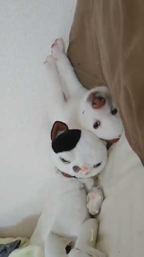 白柴犬 子犬 食欲旺盛 身体能力 登る やんちゃ 器用 筋トレ ご飯