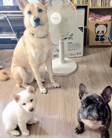 白柴犬 子犬 食欲旺盛 身体能力 登る やんちゃ 器用 筋トレ ご飯