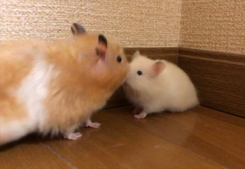 ハムスター