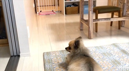 留守番をするワンちゃん