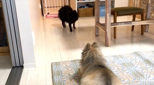 留守番をするワンちゃん