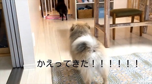 留守番をするワンちゃん