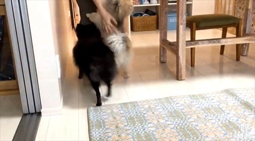 留守番をするワンちゃん