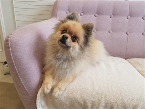 留守番をするワンちゃん