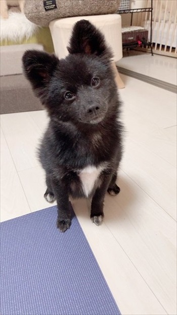 留守番をするワンちゃん