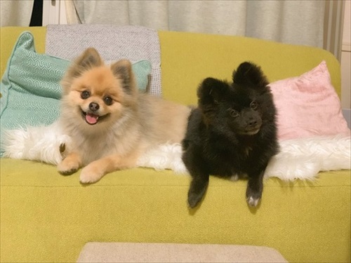 留守番をするワンちゃん