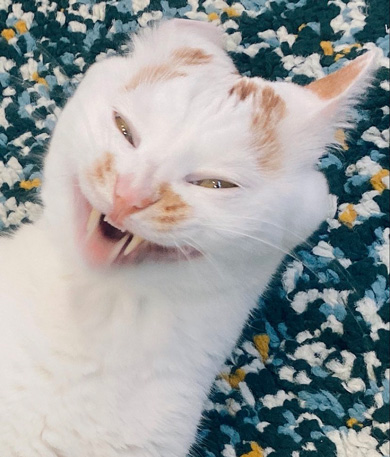 猫 あくび 顔 すごい ノロイ