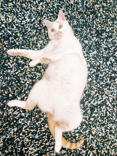 猫 あくび 顔 すごい ノロイ