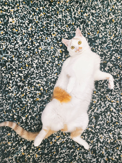 猫 あくび 顔 すごい ノロイ