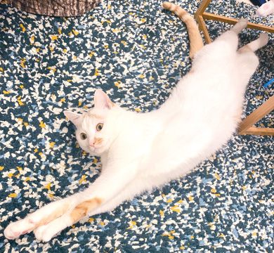 猫 あくび 顔 すごい ノロイ