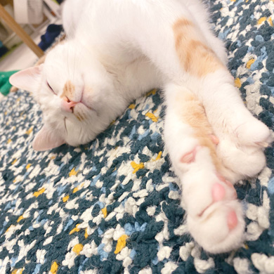 猫 あくび 顔 すごい ノロイ