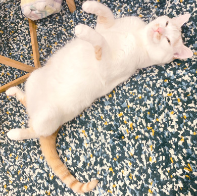 猫 あくび 顔 すごい ノロイ