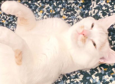 猫 あくび 顔 すごい ノロイ