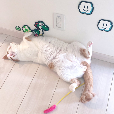 猫 あくび 顔 すごい ノロイ