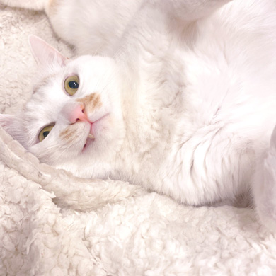 猫 あくび 顔 すごい ノロイ