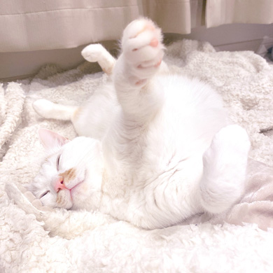 猫 あくび 顔 すごい ノロイ