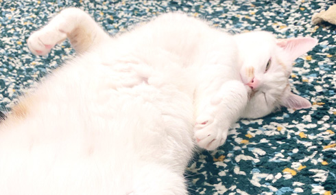 猫 あくび 顔 すごい ノロイ