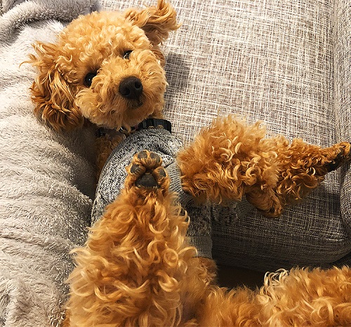 ペット手帳 ベストショット