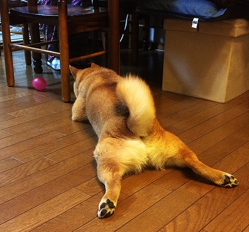 ペット手帳 ベストショット