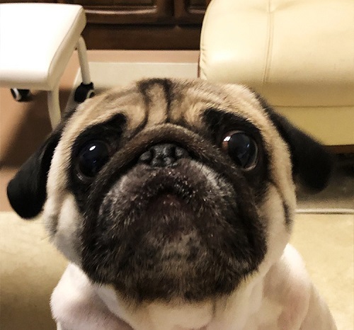 ペット手帳 ベストショット