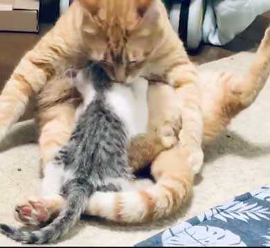 母性 目覚めた オス 雄 猫 子猫 グルーミング おっぱい
