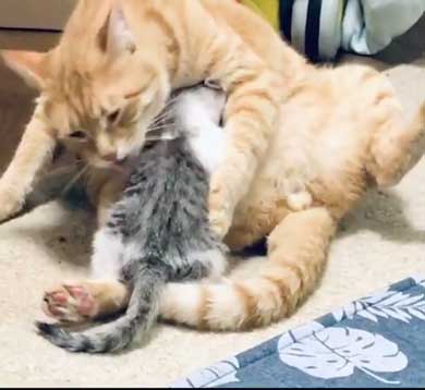 母性 目覚めた オス 雄 猫 子猫 グルーミング おっぱい